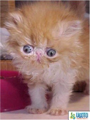 Asi dobrej matroš :D