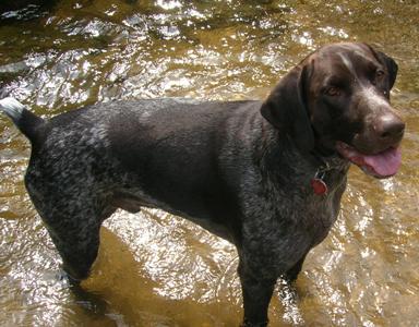 náš největší "kocour" Barri....