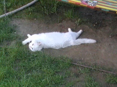 Čerstvě vykoupaný, myslel jsem že ho zabiju.