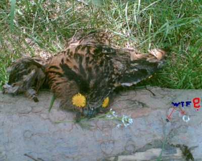 Čistě situační a nekvalitní foto...